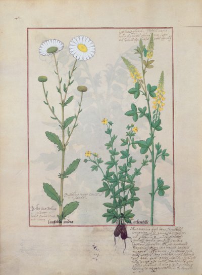 Illustration from The Book of Simple Medicines by Mattheaus Platearius by Robinet Testard